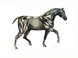 creepy pasta horse