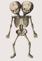  skeleton