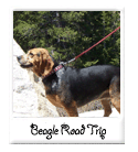 beagle