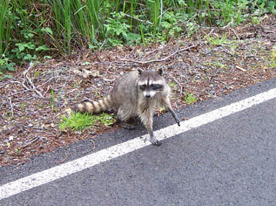 racoon