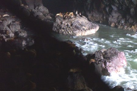 sea lion cave