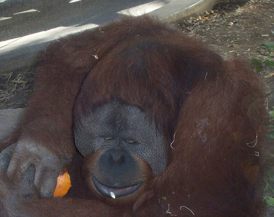 orangutang