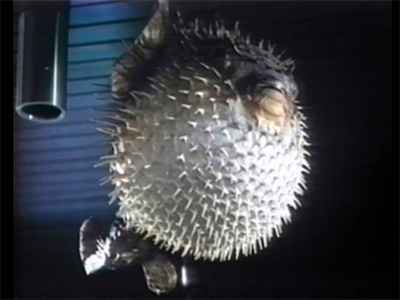 Another cultural divergence point: if this were a real giallo, this lamp would end up buried in someone's head.