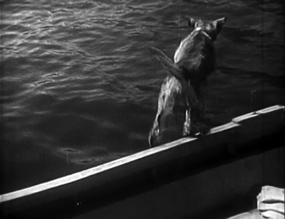 Maybe a cat for a partner, who won’t go in the water. ‘Come on, ya pussy!’