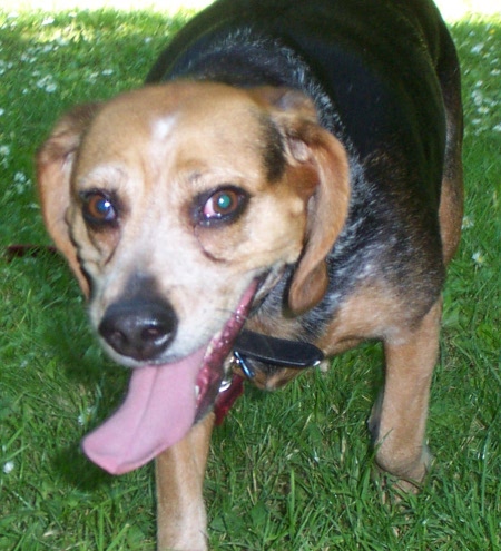 walking beagle