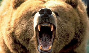 angry bear is angry