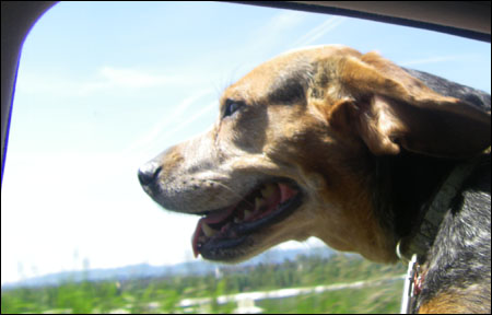 flying beagle