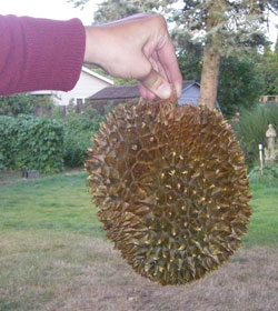 durian fruit skin
